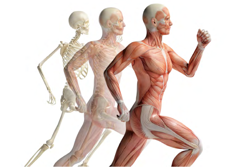 Bild, der menschliche Körper zum medizinischen Basiswissen Anatomie und Physiologie